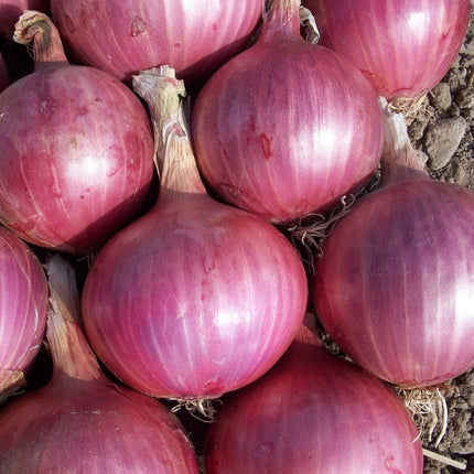 20 Organic 'Red Baron' Red Onion Plants Vegetables