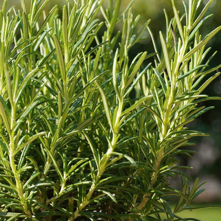 3 Organic Rosemary Plants Vegetables