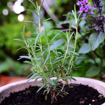 3 Organic Rosemary Plants Vegetables