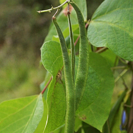 10 Organic 'Enorma' Runner Bean Plants Vegetables