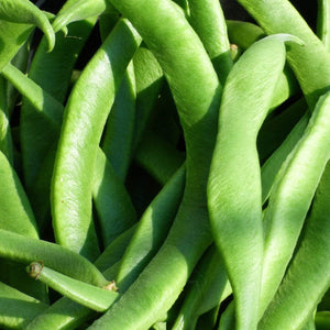 10 Organic 'Enorma' Runner Bean Plants Vegetables