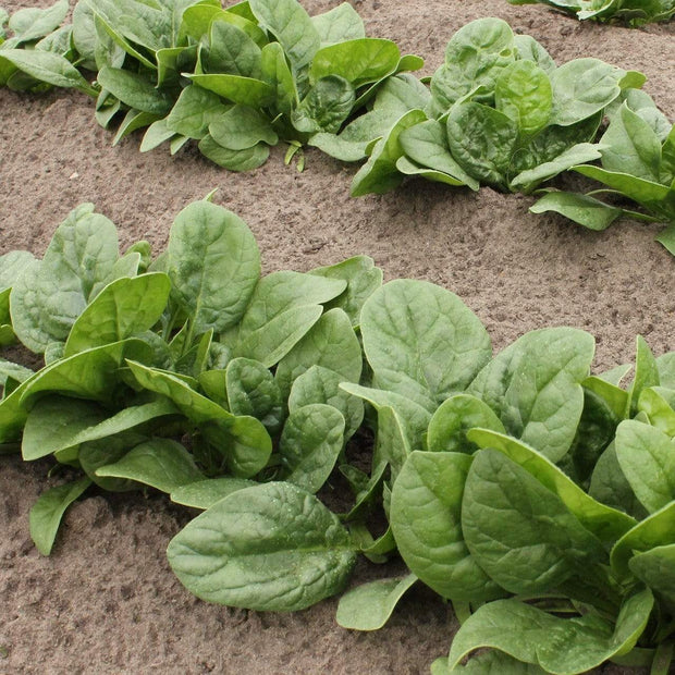 10 Organic 'Perpetual' Spinach Plants Vegetables