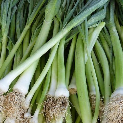20 Organic 'White Lisbon' Spring Onion Plants Vegetables