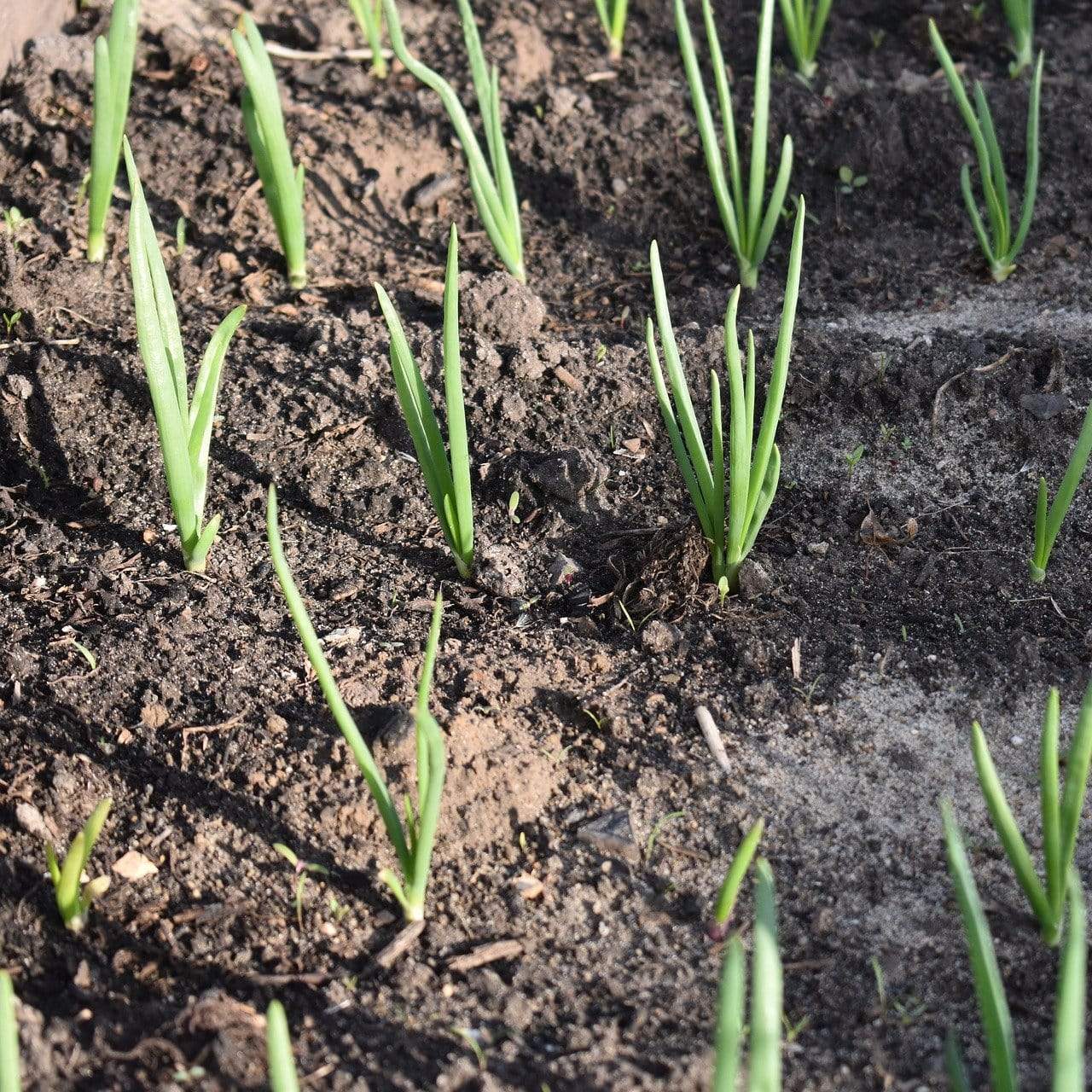 Spring Onion Tree 'White Lisbon' Spring Onion Plants – Roots Plants