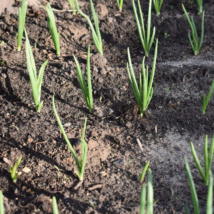 20 Organic 'White Lisbon' Spring Onion Plants Vegetables