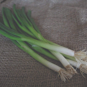 20 Organic 'White Lisbon' Spring Onion Plants Vegetables
