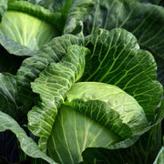 Mastergreen' Spring Cabbage Plants Vegetables