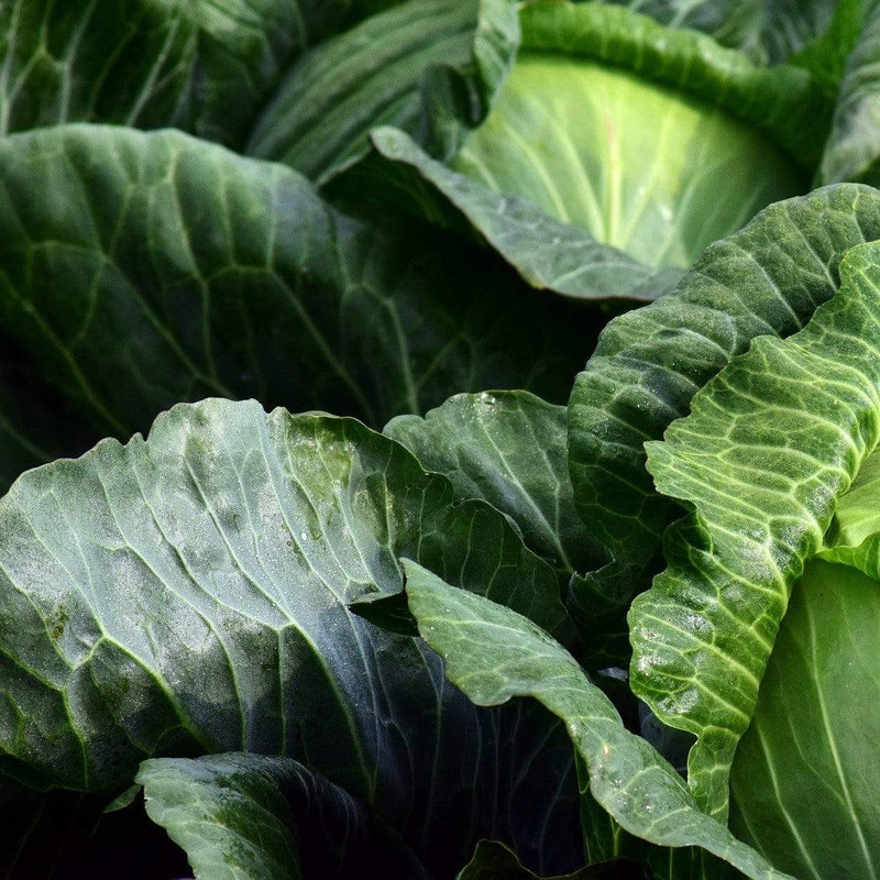 Mastergreen' Spring Cabbage Plants Vegetables