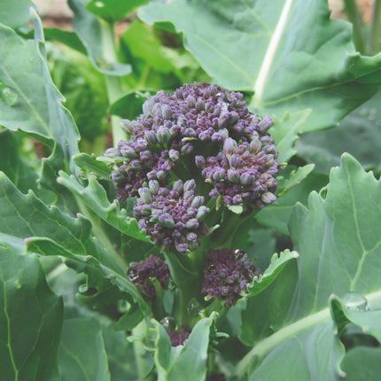 10 Organic Purple Sprouting Broccoli Plants Vegetables
