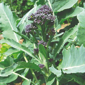 10 Organic Purple Sprouting Broccoli Plants Vegetables