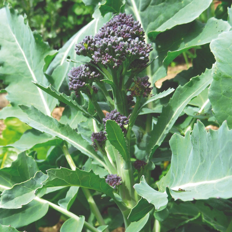 10 Organic Purple Sprouting Broccoli Plants Vegetables