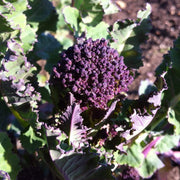 10 Organic Purple Sprouting Broccoli Plants Vegetables