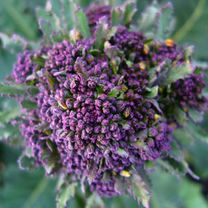 10 Organic Purple Sprouting Broccoli Plants Vegetables