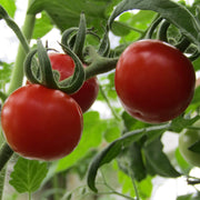 5 Organic 'Gardeners Delight' Tomato Plants Vegetables