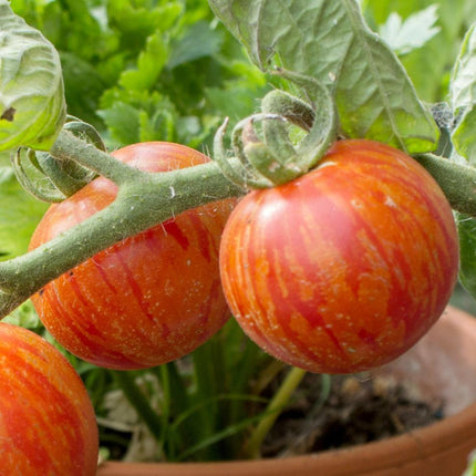 5 Organic 'Tigerella' Tomato Plants Vegetables