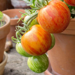 5 Organic 'Tigerella' Tomato Plants Vegetables