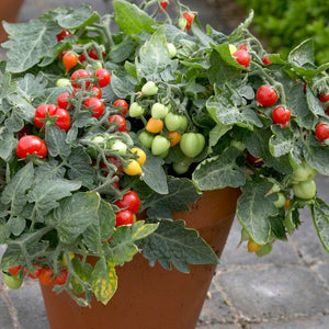 41 Vegetables Plants for Pots | Tomatoes, Peppers & More Vegetable Plants