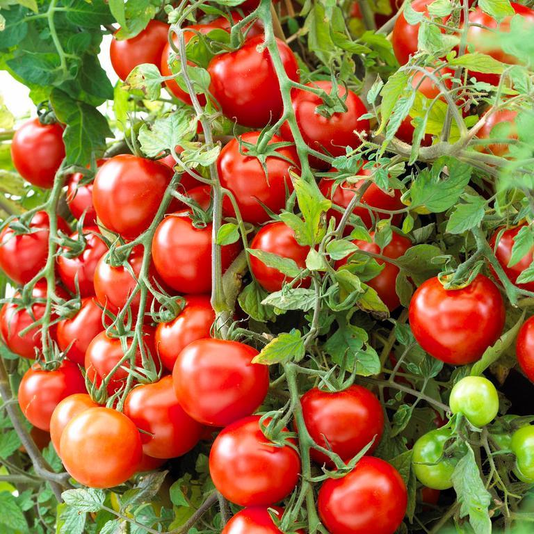 'Moneymaker' Tomato Plants Roots Plants