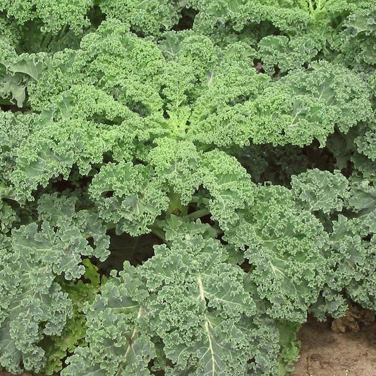 Reflex F1' Curly Kale Plants Vegetables