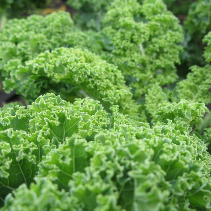 Reflex F1' Curly Kale Plants Vegetables