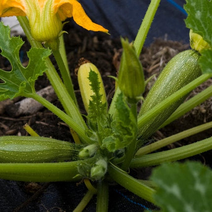 El Greco' Courgette Plants Vegetables