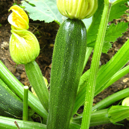 El Greco' Courgette Plants Vegetables