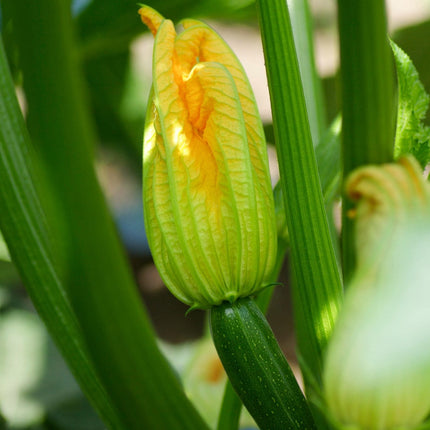 El Greco' Courgette Plants Vegetables