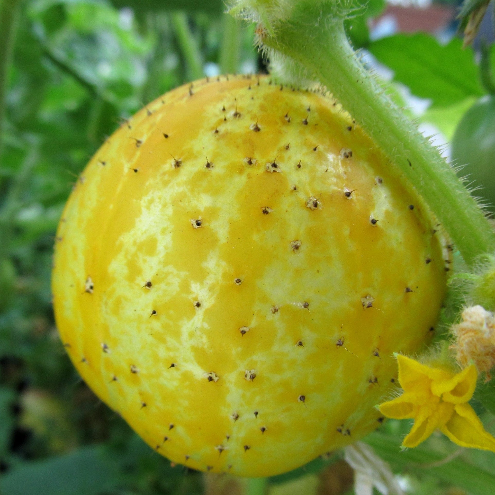 Organic 'Crystal Lemon' Cucumber Plants Roots Plants