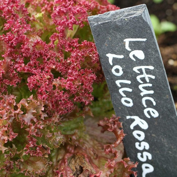 10 Organic 'Lollo Rossa' Lettuce Plants Vegetables
