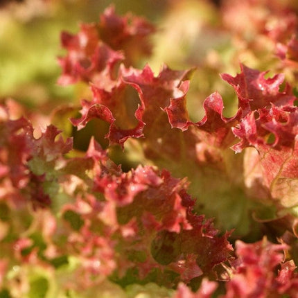 10 Organic 'Lollo Rossa' Lettuce Plants Vegetables