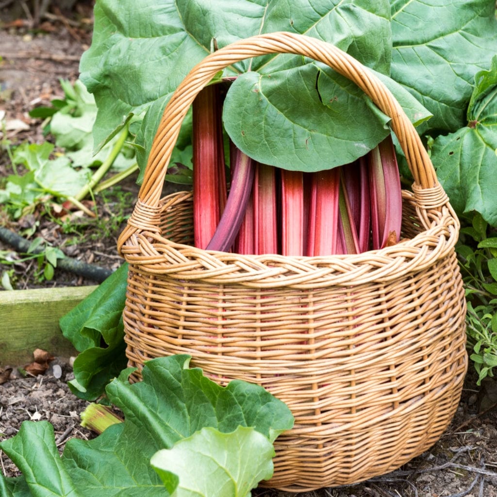 'Champagne' Rhubarb Plant – Roots Plants