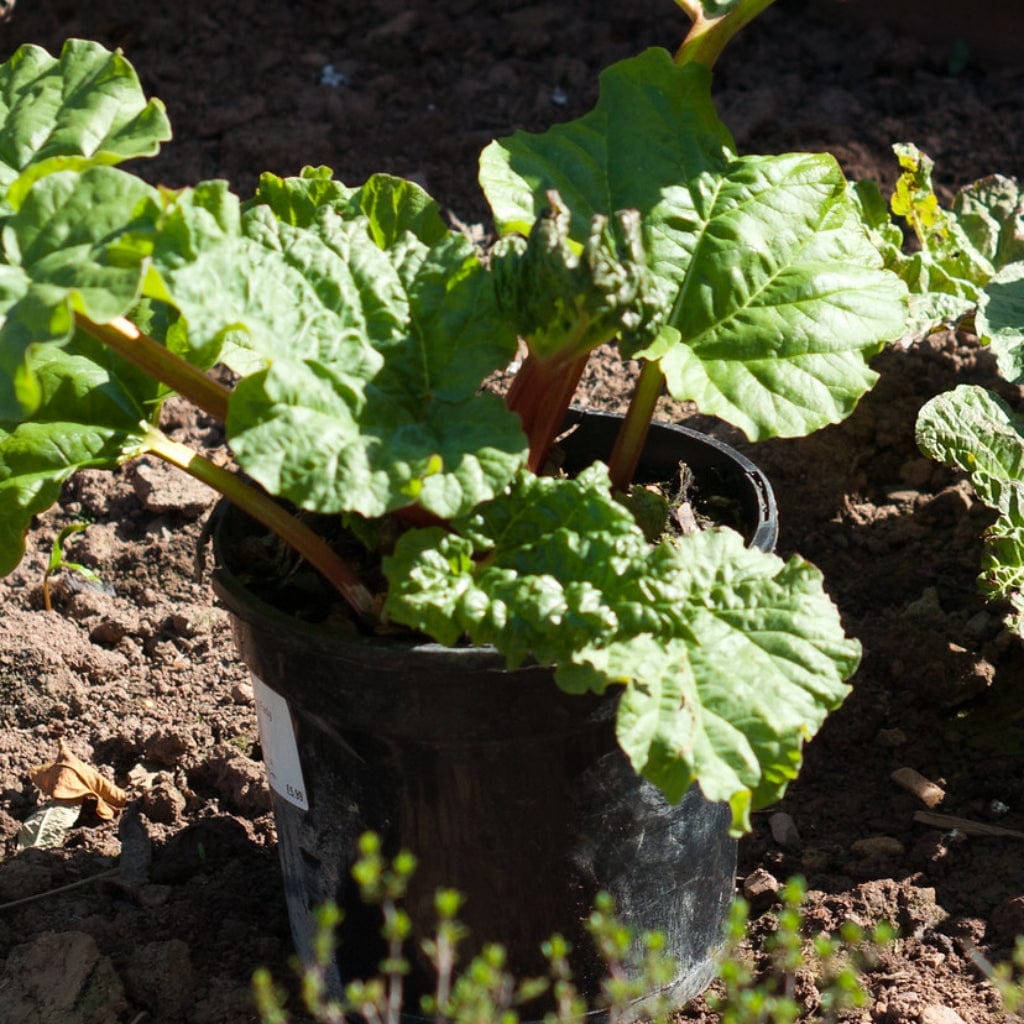 Growing rhubarb in pots discount