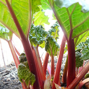 Timperley Early' Rhubarb Plant Soft Fruit