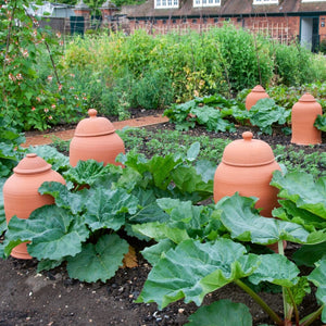 Victoria' Rhubarb Plant Soft Fruit