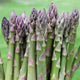 Gijnlim' Asparagus Plant Soft Fruit