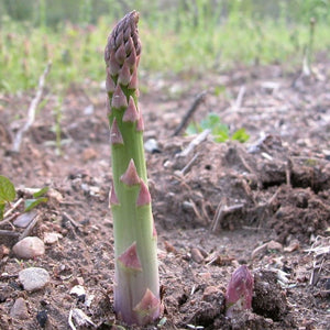 Gijnlim' Asparagus Plant Soft Fruit
