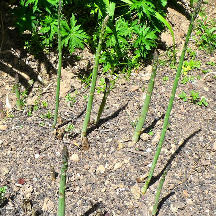 Guelph Millennium' Asparagus Plant Soft Fruit