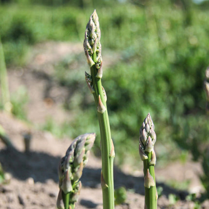 Pacific 2000' Asparagus Plant Soft Fruit