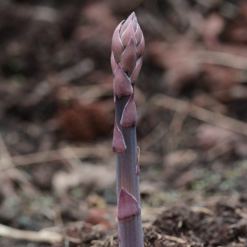 Pacific Purple' Asparagus Plant Soft Fruit
