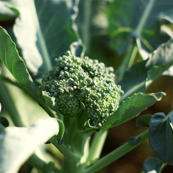 Spring Greens Bonnie Plants Lieutenant Broccoli Plants, 6-Pack At ...