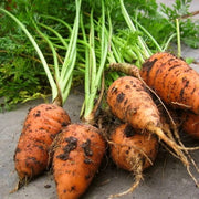 Chantenay Carrot Plants Vegetables