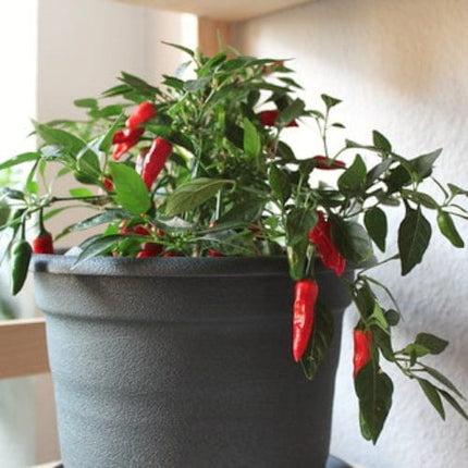 Apache' Chilli Pepper Plants Vegetables