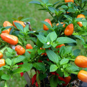 Habanero Paper Lantern' Chilli Pepper Plants Vegetables
