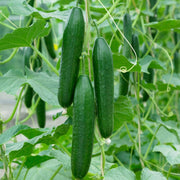 Ridge Perfection' Cucumber Plants Vegetables