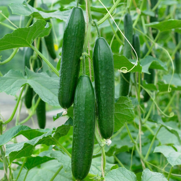 Ridge Perfection' Cucumber Plants Vegetables