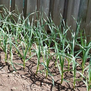 Solent Wight' Garlic Plants Vegetables