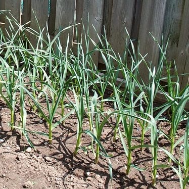 Solent Wight' Garlic Plants Vegetables