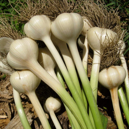 Solent Wight' Garlic Plants Vegetables