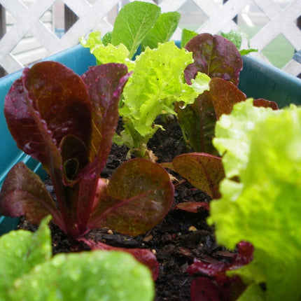 Mixed Baby Leaf Lettuce Plants Vegetables