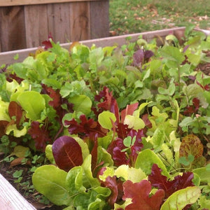 Mixed Baby Leaf Lettuce Plants Vegetables